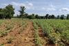 Cotton field demonstrates the impact of using biochar