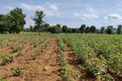 Cotton field demonstrates the impact of using biochar